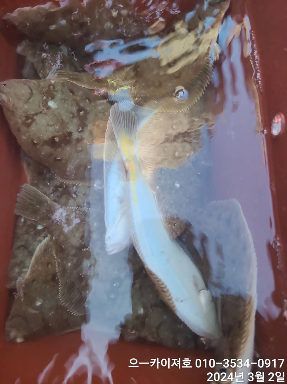 2일 오후 도다리참가자미 대박 입니다 (조황조행기 - 바다선상조황)