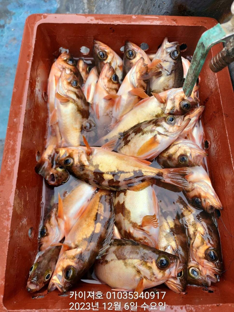 줄줄이 알사탕 열기 엄청 나옵니다 금요일 여유자리 (조황조행기 - 바다선상조황)