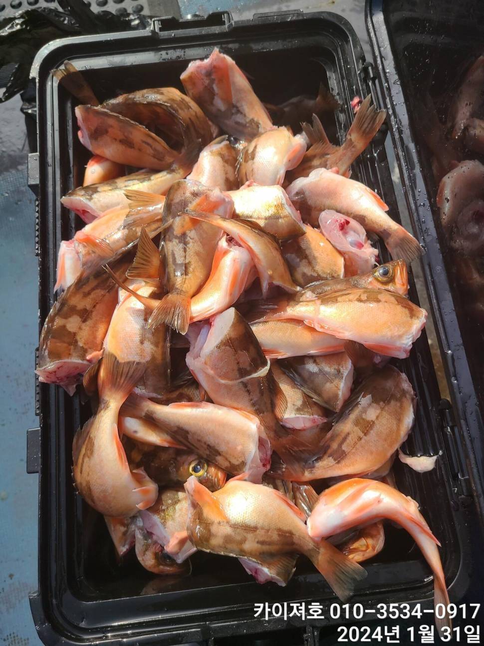오늘도 볼락열기 만만세 타작 (조황조행기 - 바다선상조황)