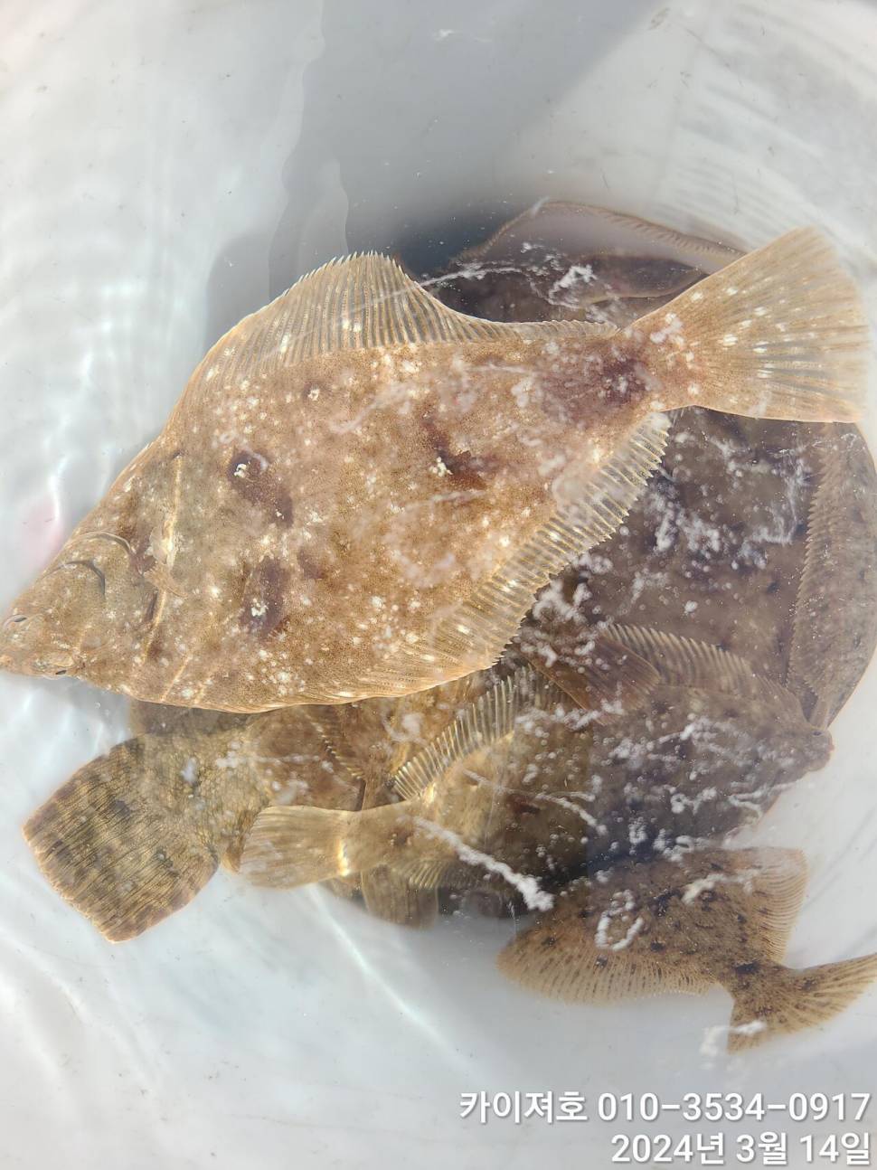 왕도다리참가자미가 풍년 입니다 (조황조행기 - 바다선상조황)