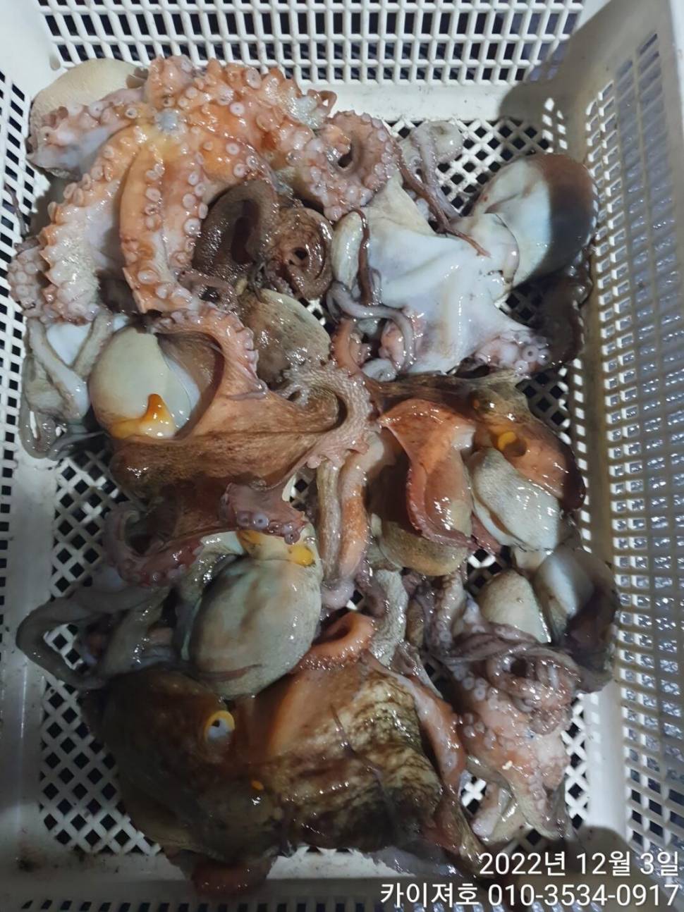 2일밤 돌문어 조황 (조황조행기 - 바다선상조황)