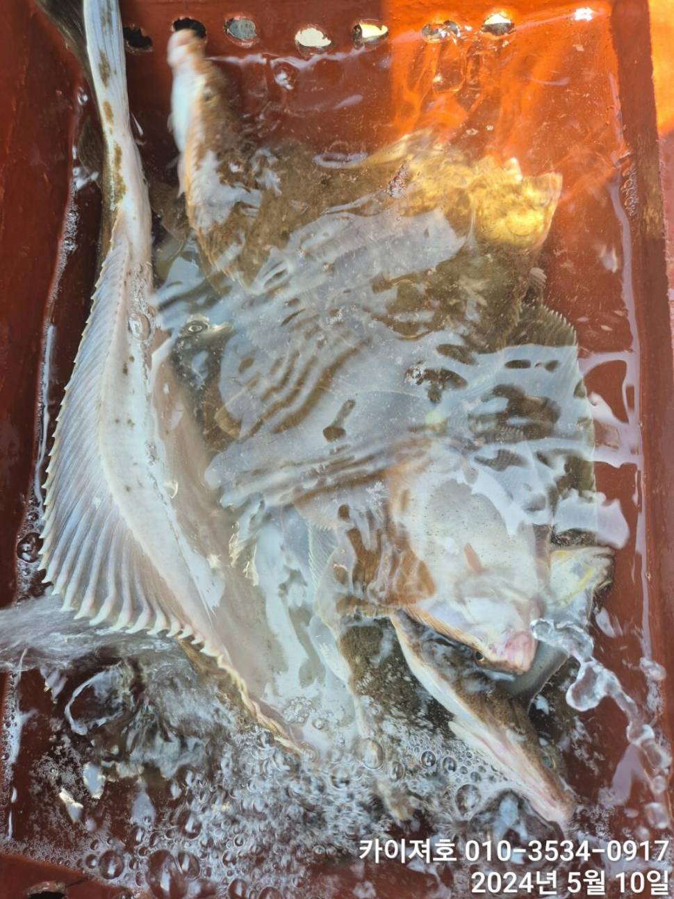 10일왕도다리참가자미 많이 잡았어요 (조황조행기 - 바다선상조황)