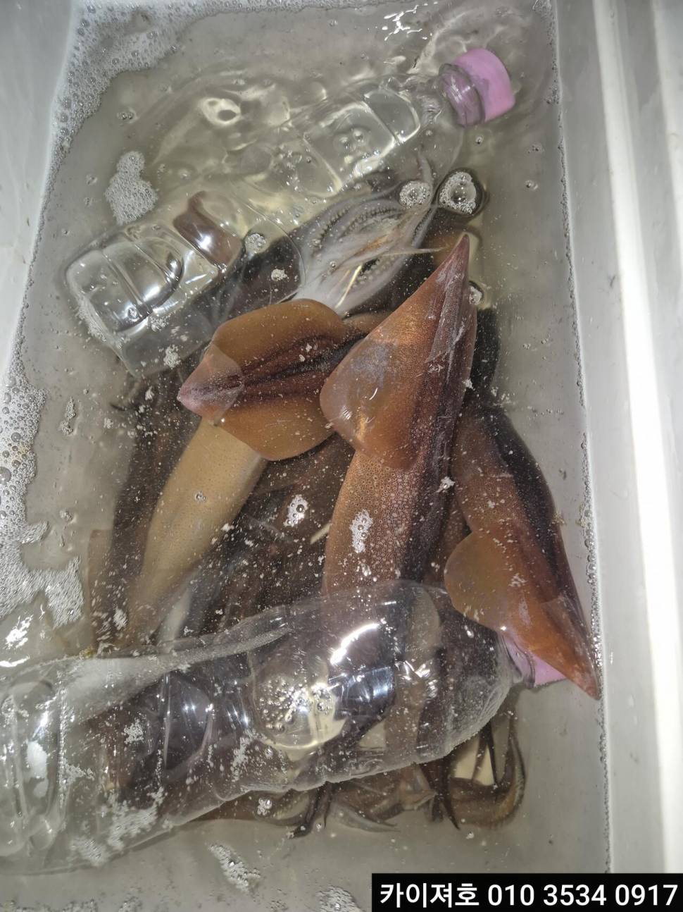 21일야간 오징어 조황 (조황조행기 - 바다선상조황)