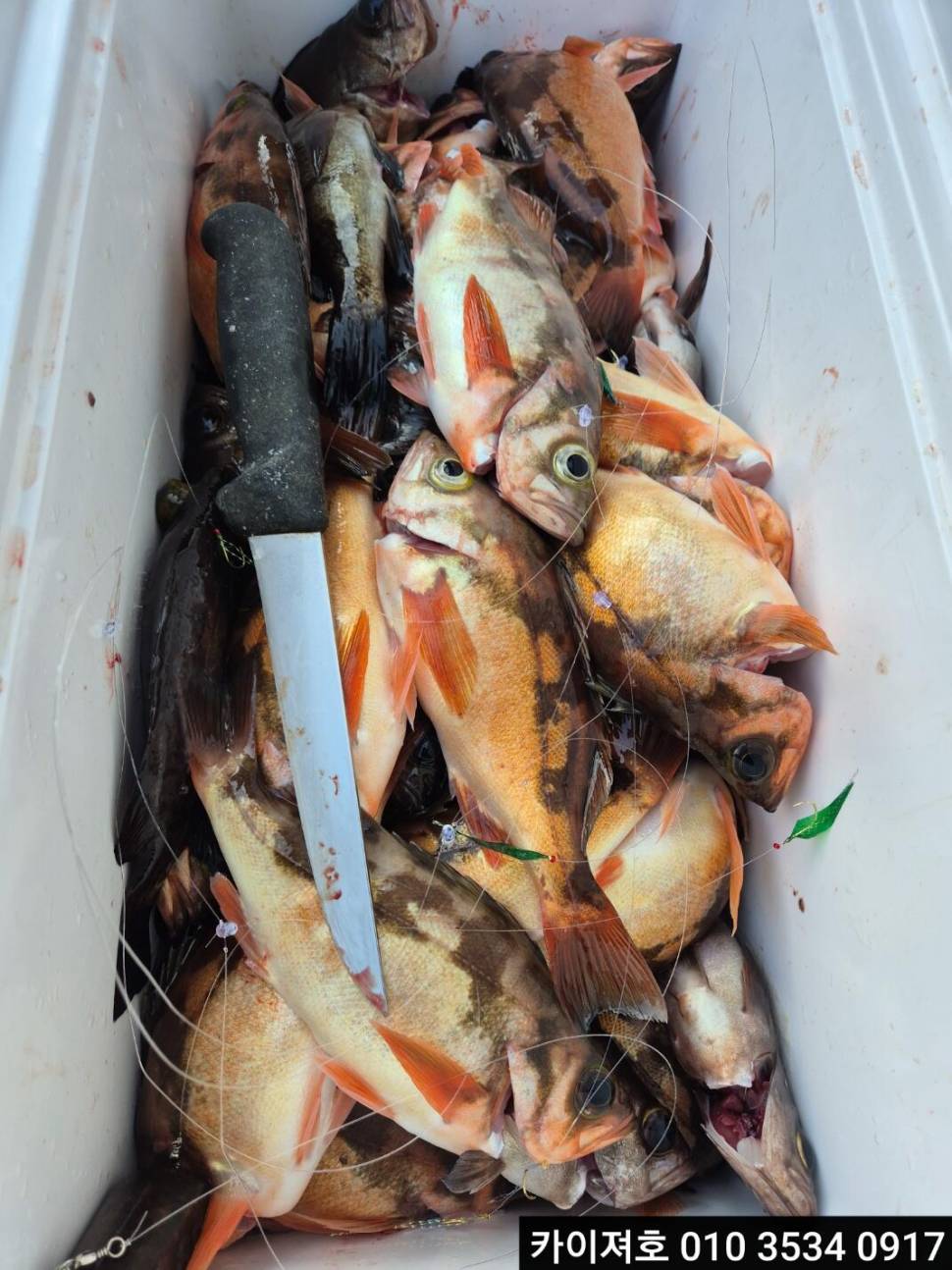 24일 볼락열기 조황 (조황조행기 - 바다선상조황)