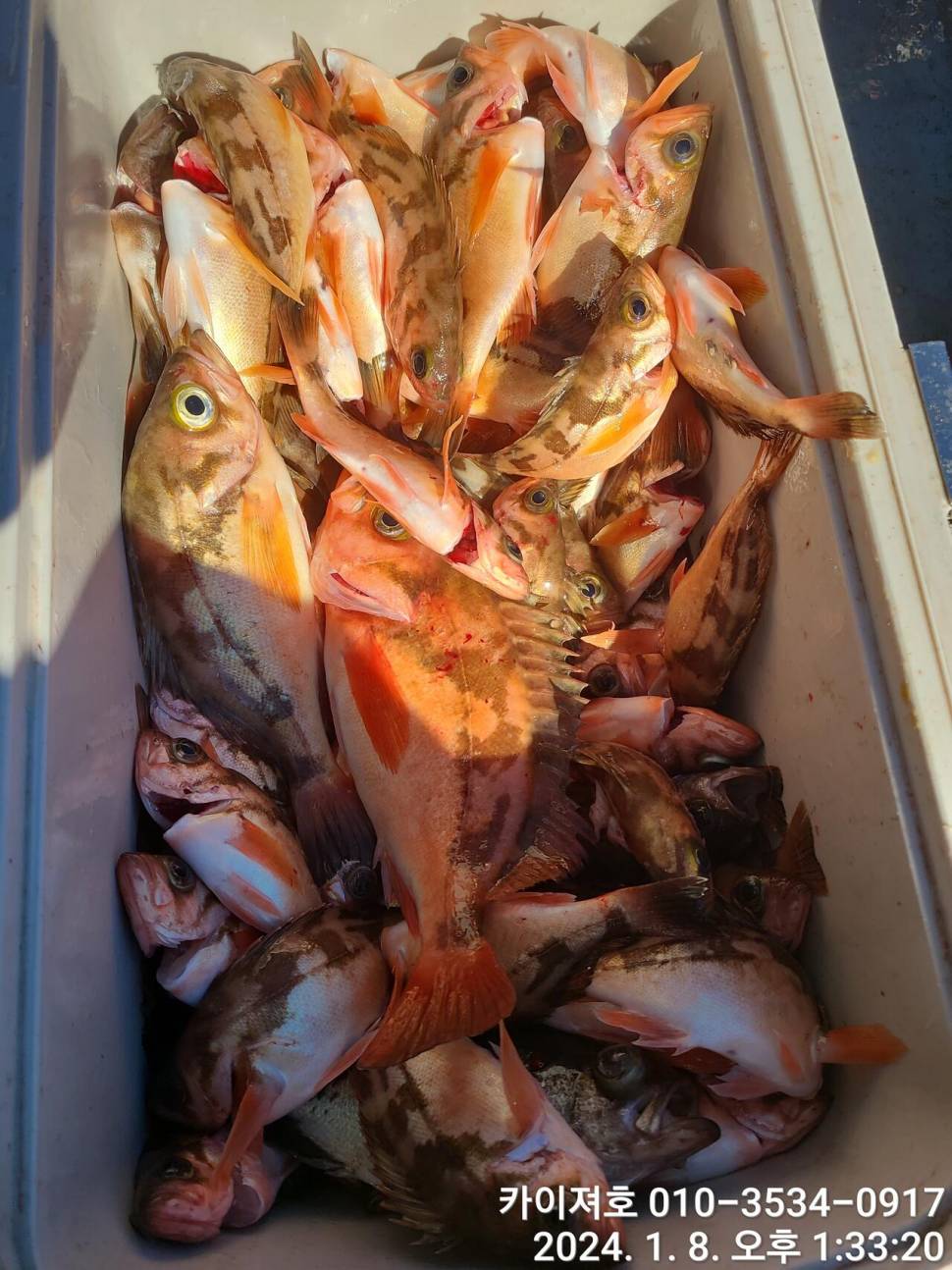 9일볼락열기 마릿수 폭팔 씨알 좋고 (조황조행기 - 바다선상조황)