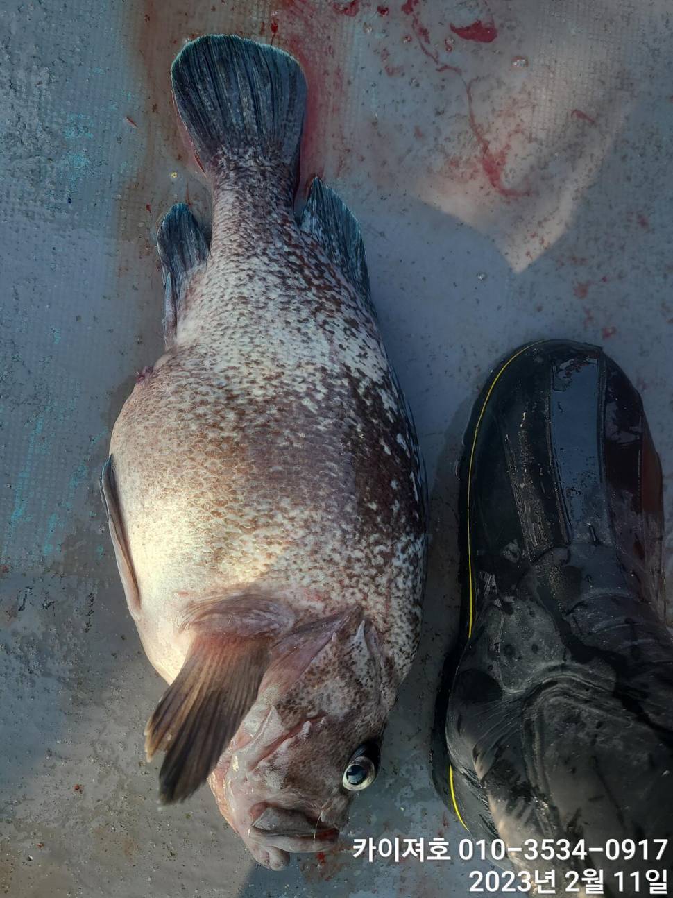 11일오전 왕우럭 왕열기 볼락 마무리 (조황조행기 - 바다선상조황)