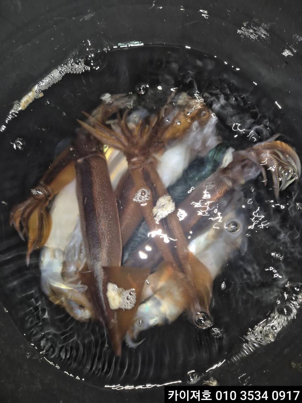 22일오징어 조황 (조황조행기 - 바다선상조황)