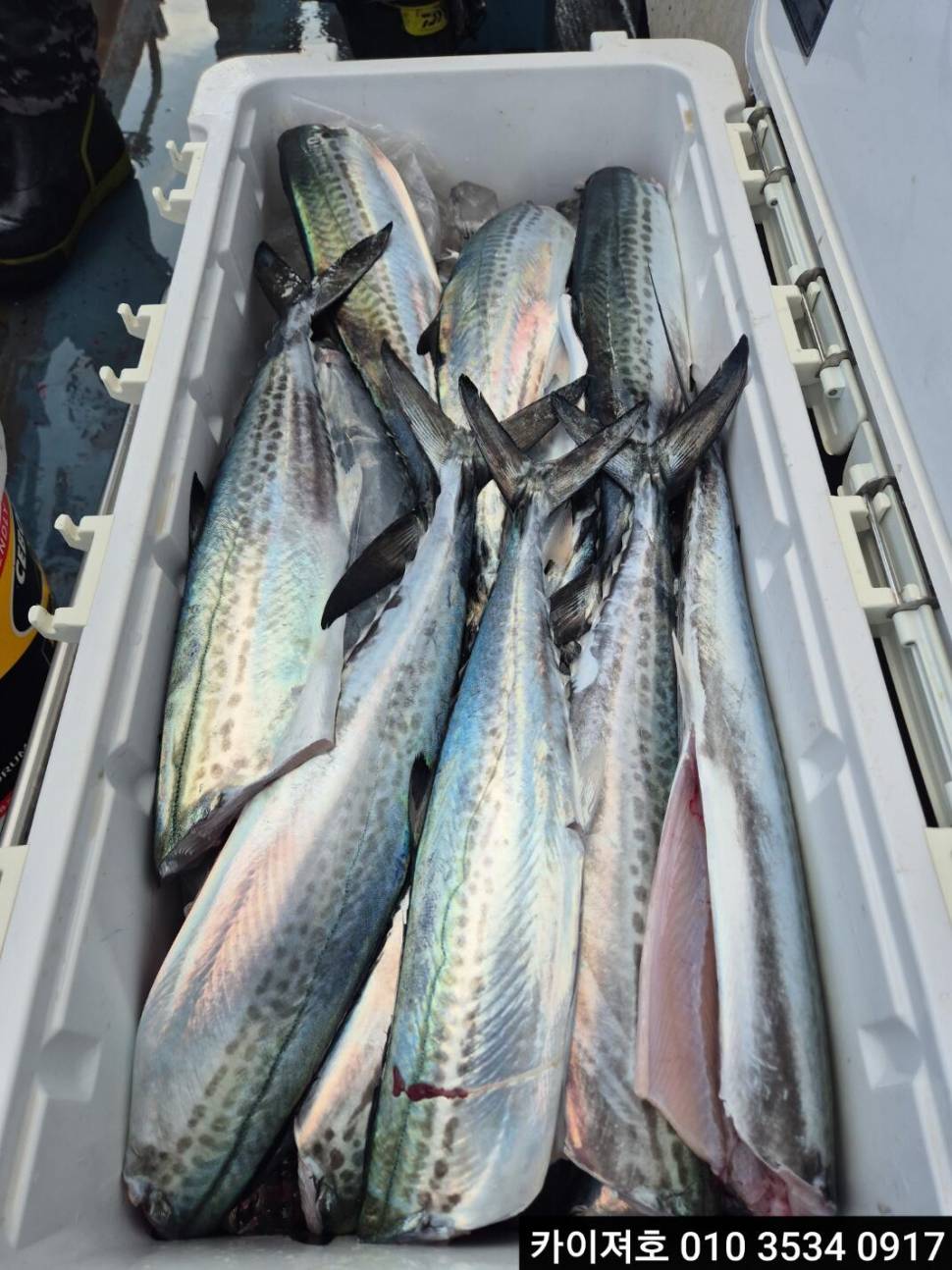 1일 오전 삼치 대 타작 (조황조행기 - 바다선상조황)
