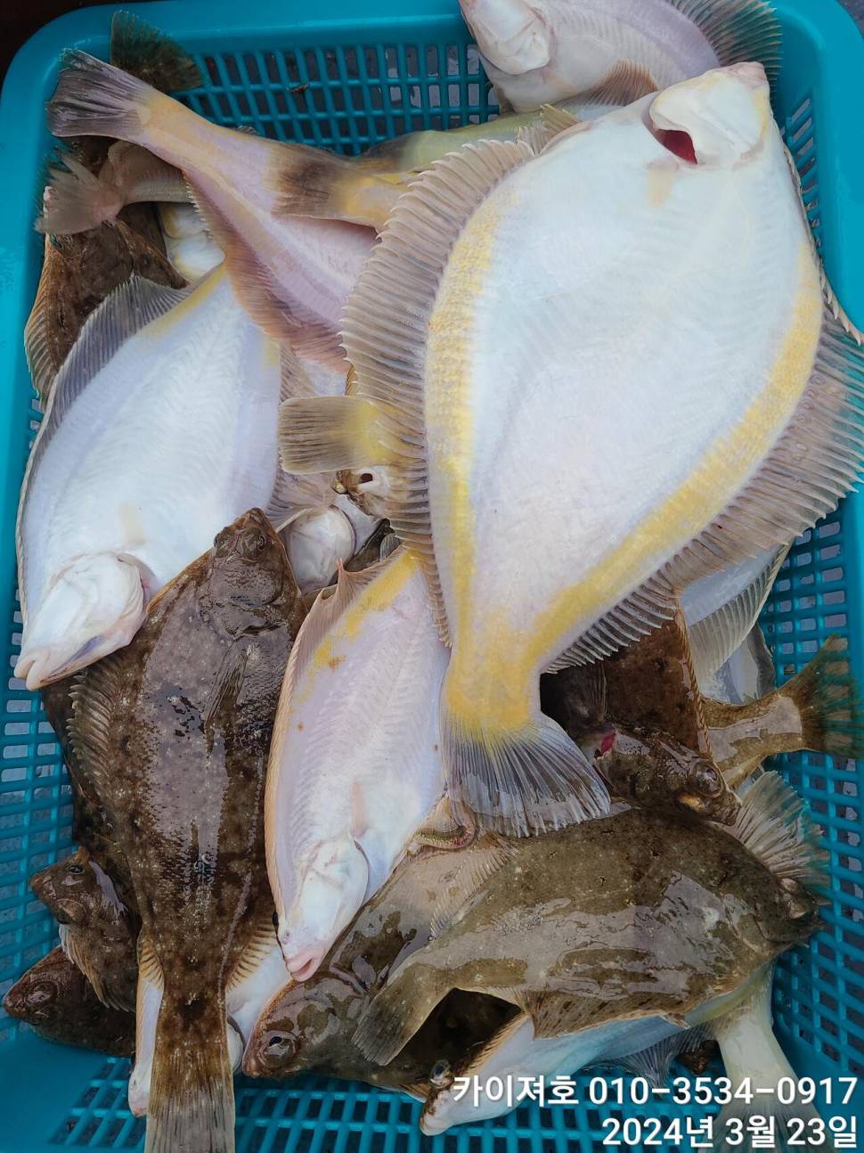 23일오후 대폭발 타작 (조황조행기 - 바다선상조황)