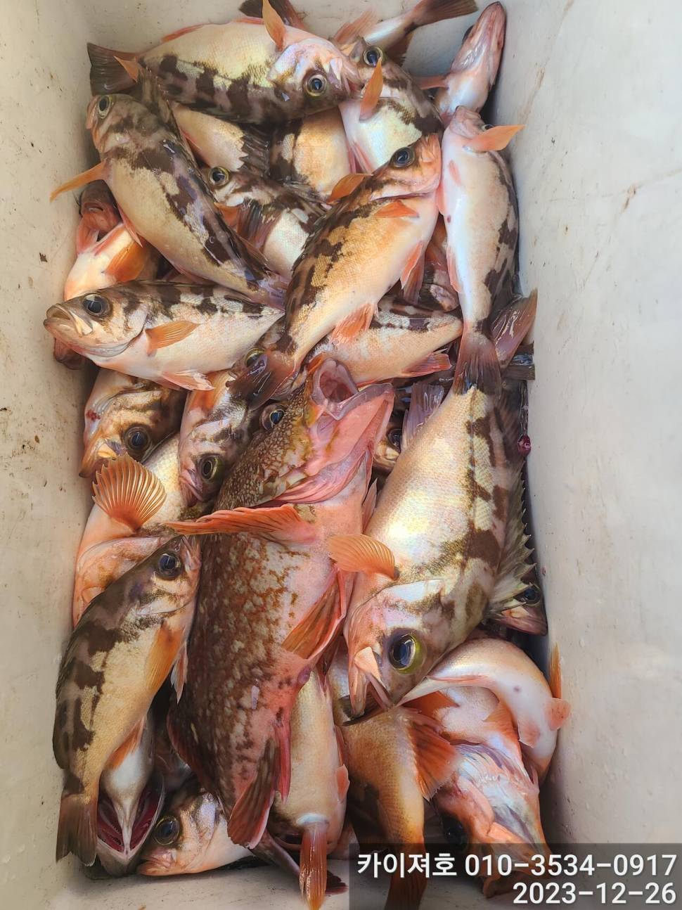 26일오전 볼락 열기 타작 입니다 (조황조행기 - 바다선상조황)