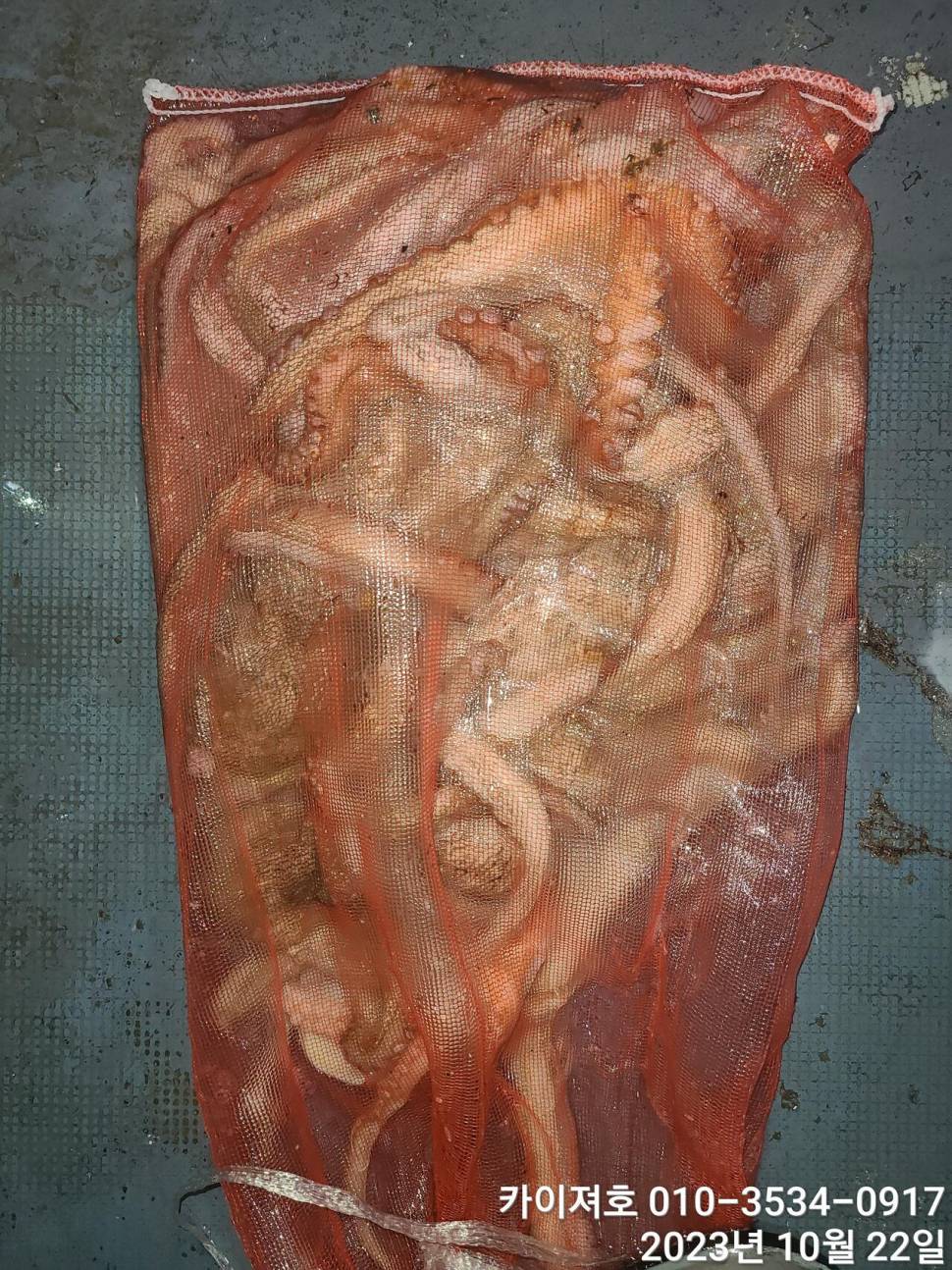 22일 야간 돌문어 조황 굿 (조황조행기 - 바다선상조황)