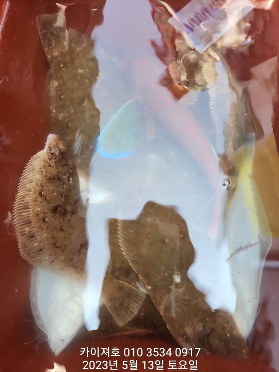 13일오전 도다리참가자미 넉넉히 담았어요 (조황조행기 - 바다선상조황)