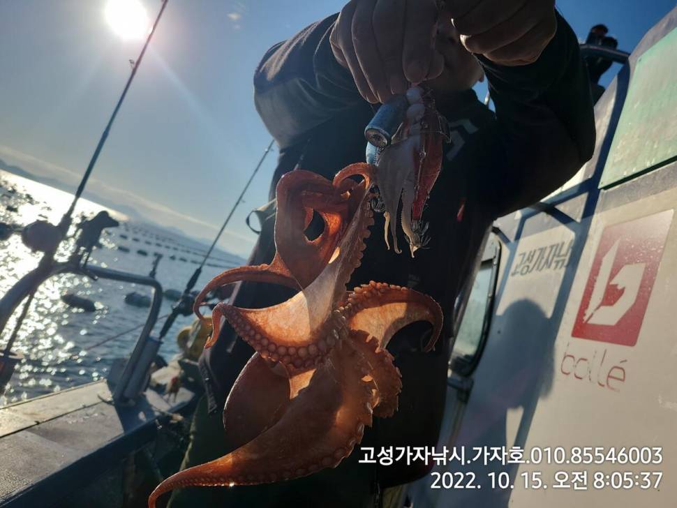 돌문어 2kg오버까지 조황 (조황조행기 - 바다선상조황)