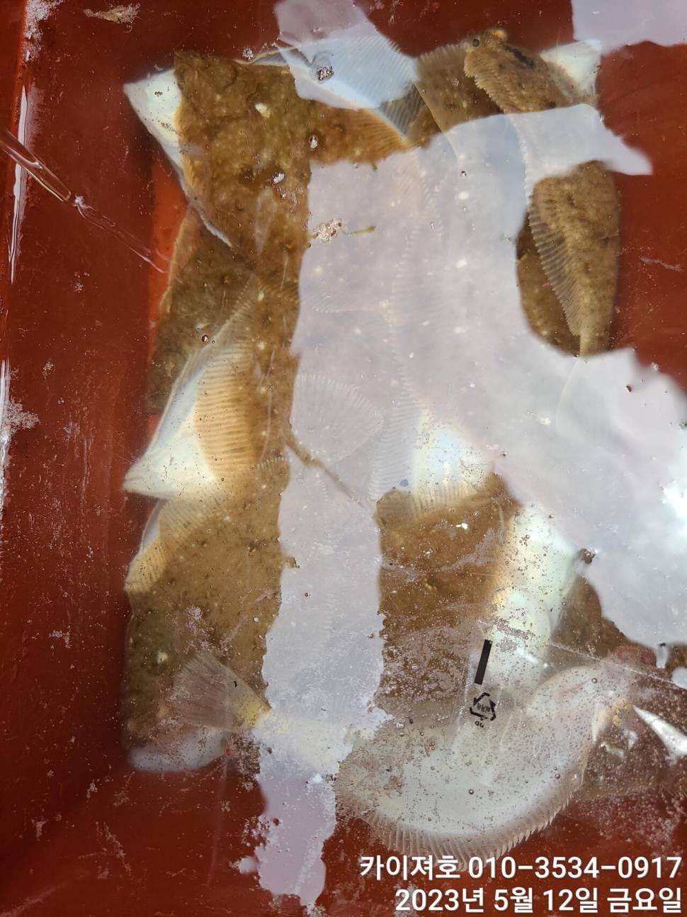 12일오늘도 마릿수 폭팔 두둑 합니다ㅎ (조황조행기 - 바다선상조황)
