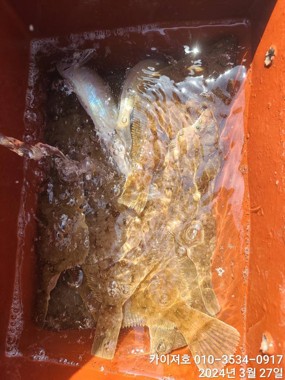 27일오늘도 대폭발 역시나 계속 되는 타작행진 (조황조행기 - 바다선상조황)