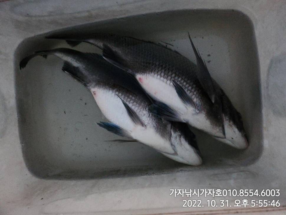감성돔참돔 선상 갯바위 조황 (조황조행기 - 바다선상조황)