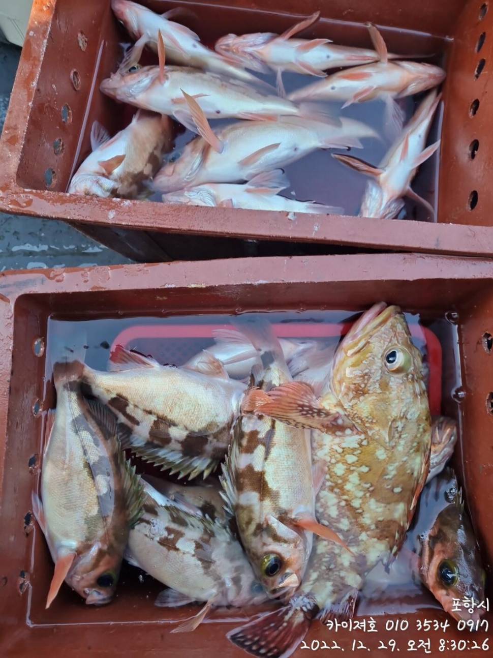 29일타작 (조황조행기 - 바다선상조황)