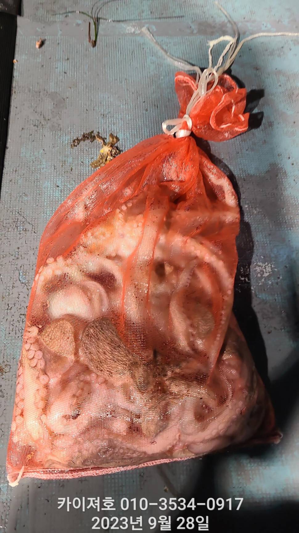 27일밤 돌문어 쫙쫙잘 올라 붙어요 (조황조행기 - 바다선상조황)