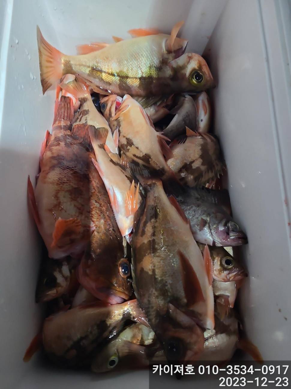 23일 오후 줄줄이 열기 볼락 타작 (조황조행기 - 바다선상조황)