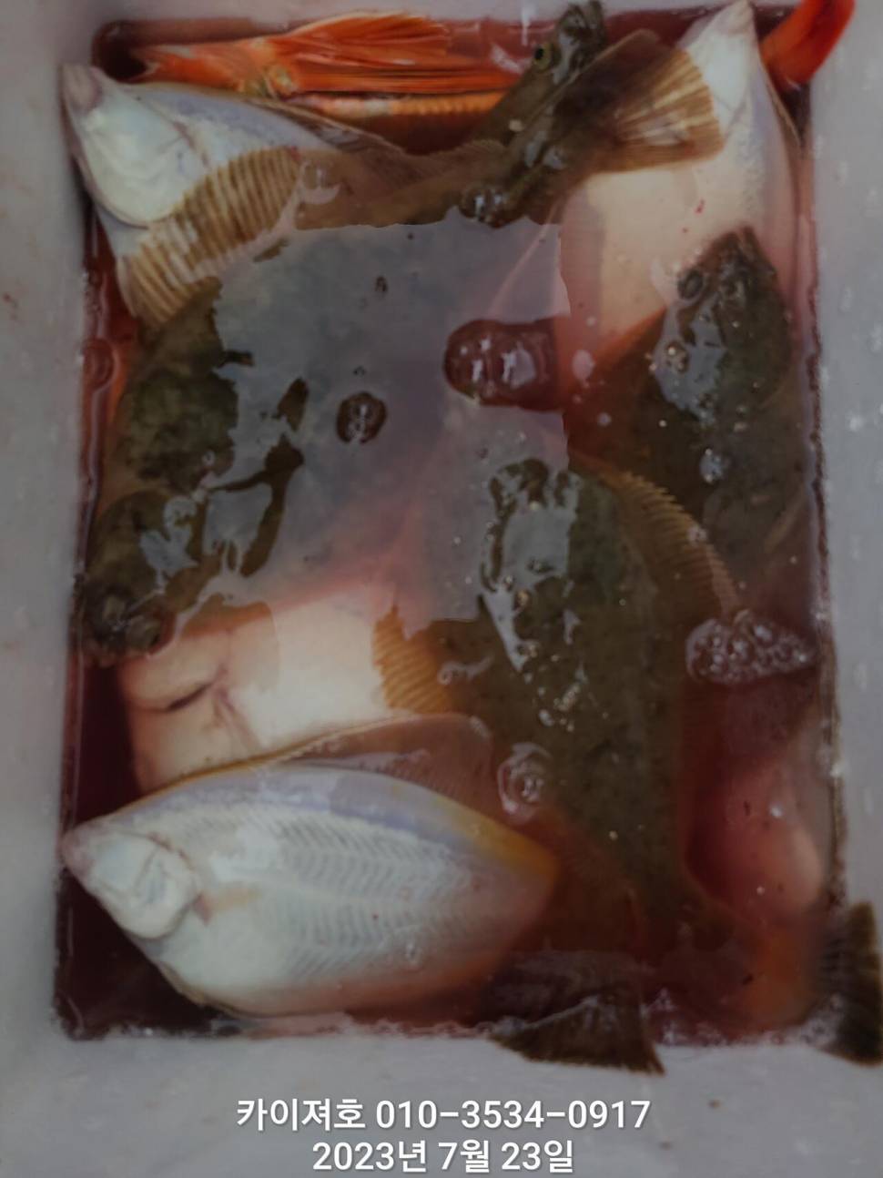 23일오전 왕도다리참가자미횟감 챙겨 왔습니다 (조황조행기 - 바다선상조황)