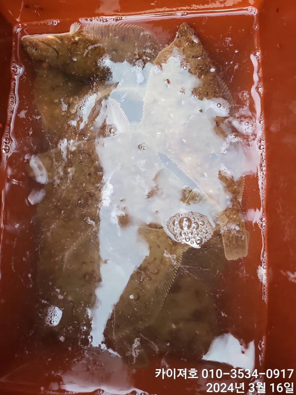 16일오전도 오후도 타작 (조황조행기 - 바다선상조황)
