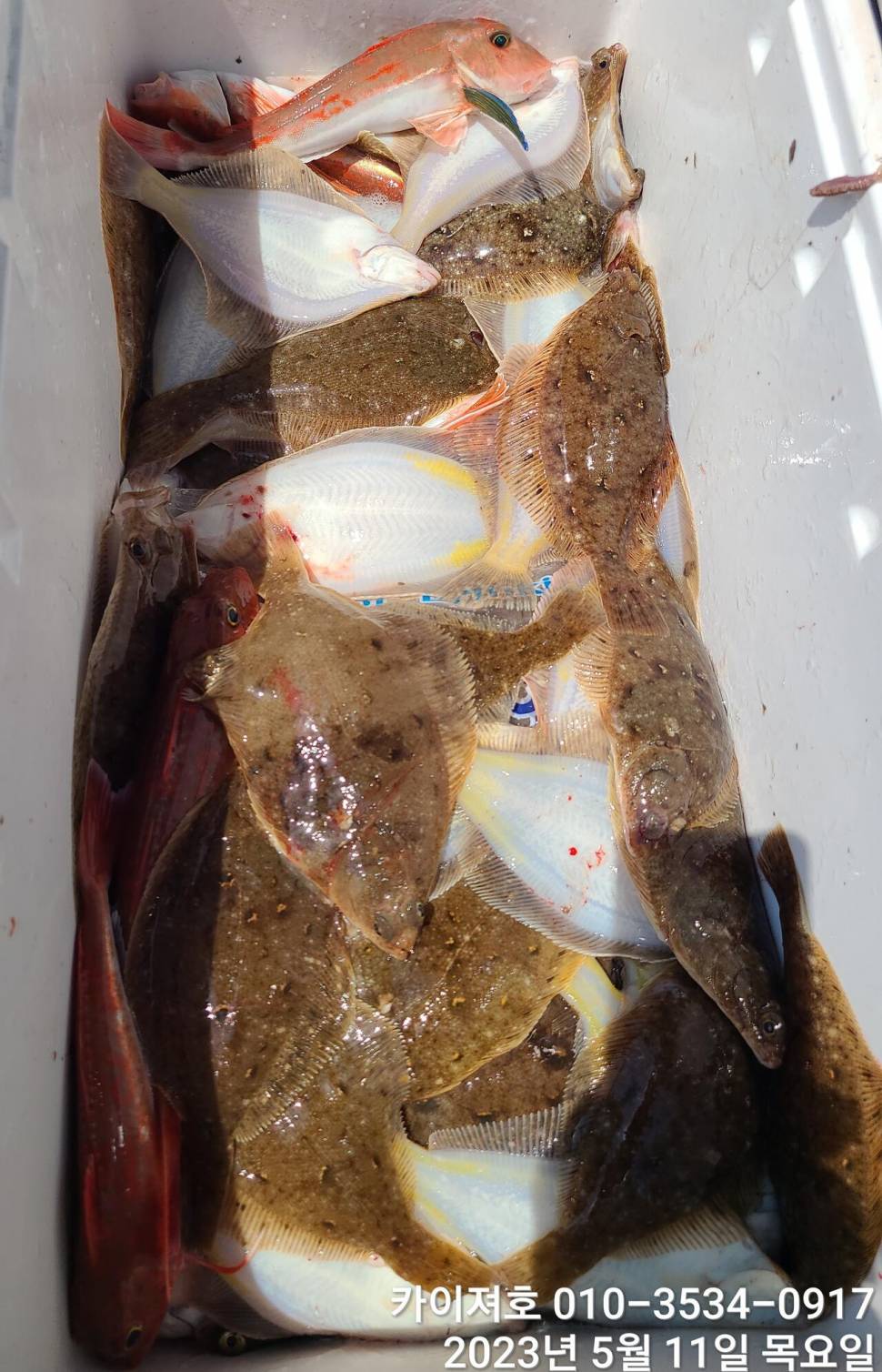 11일오늘도 역시나 마릿수가 많아 (조황조행기 - 바다선상조황)