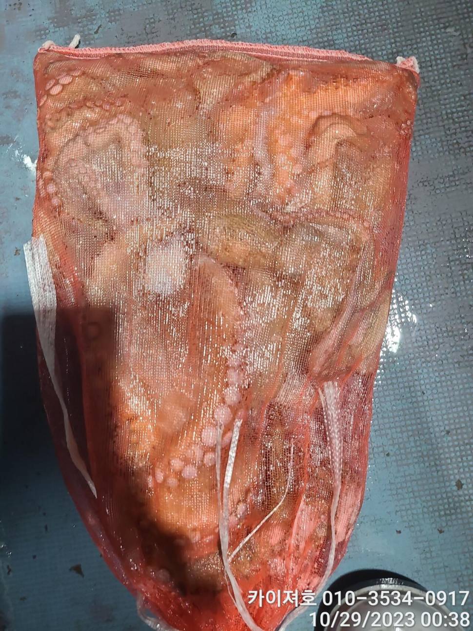 28일포항 야간 돌문어 악조건 속에서도 마릿수 굿 (조황조행기 - 바다선상조황)