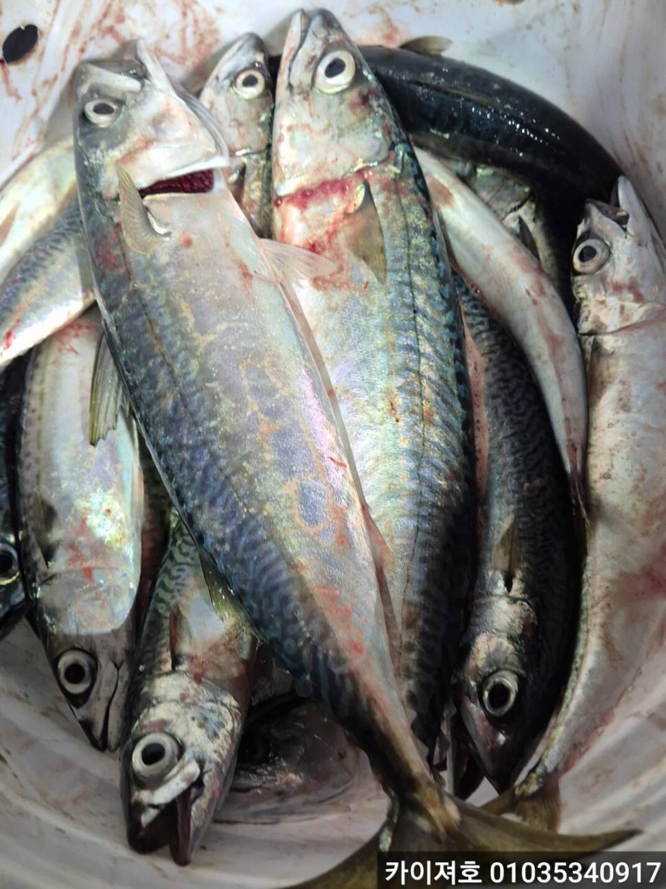 28일왕고등어왕전갱이 조황 (조황조행기 - 바다선상조황)