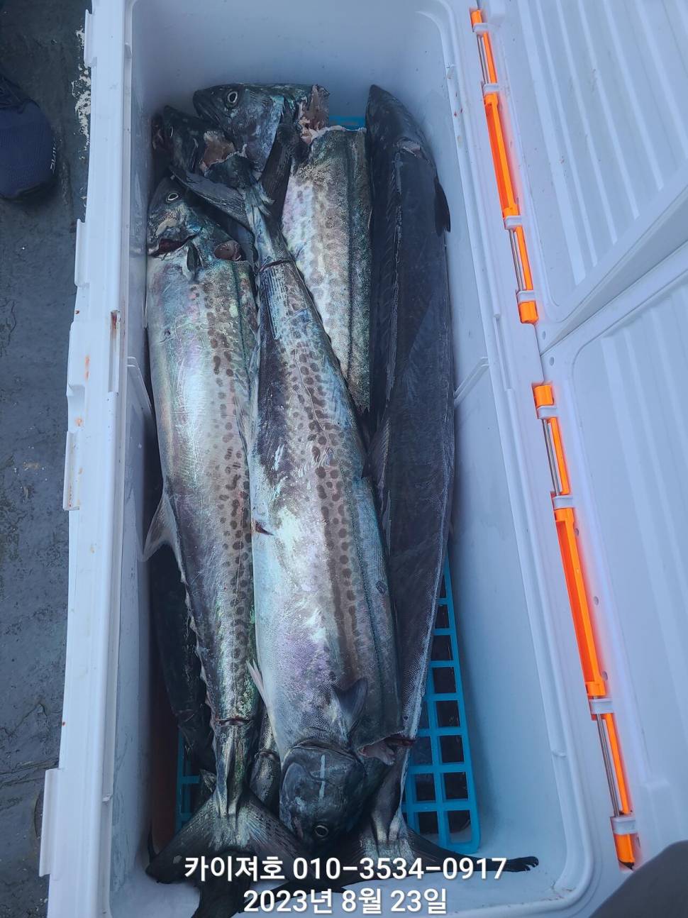 23일타작 마무리 (조황조행기 - 바다선상조황)