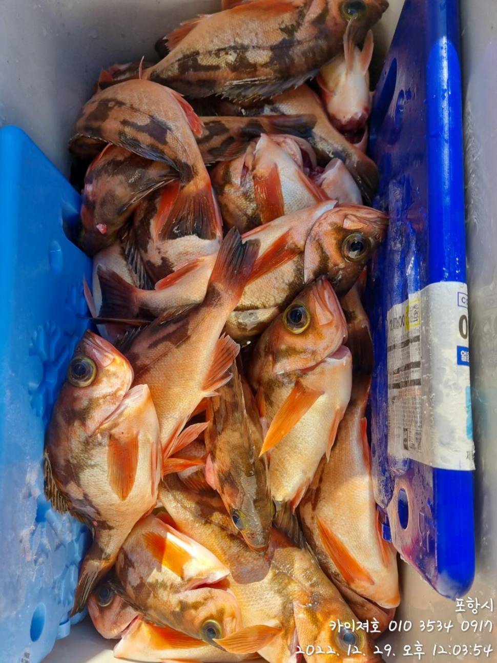 29일타작 (조황조행기 - 바다선상조황)