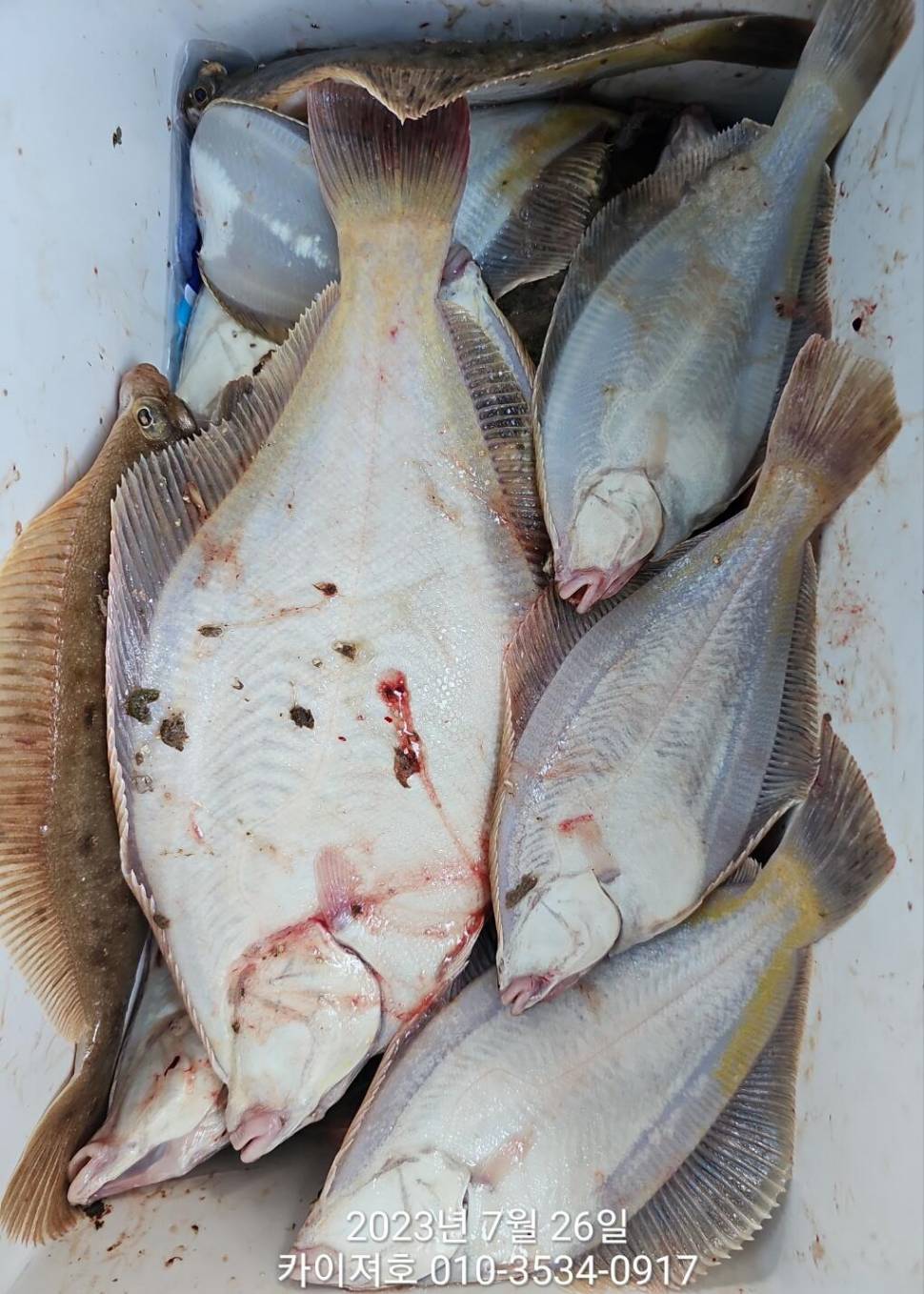 26일오전마무리 쿨러조황 마릿수 좋네요 (조황조행기 - 바다선상조황)