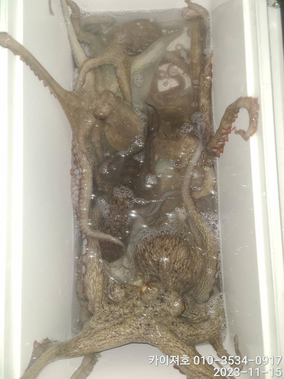 15일 카이져 야간 돌문어 씨알굿 오늘도 역시 (조황조행기 - 바다선상조황)
