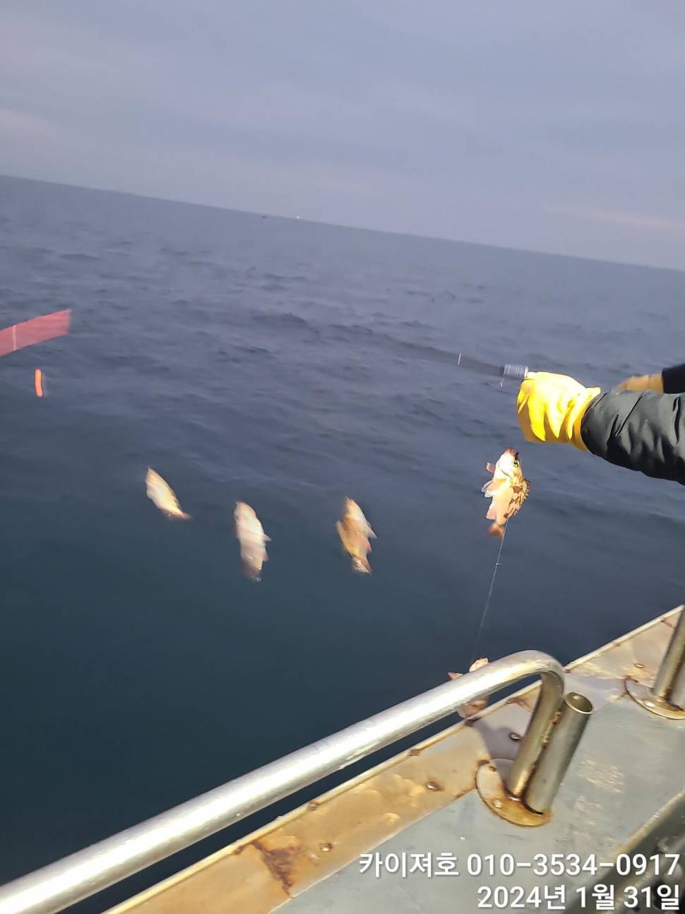 오늘도 볼락열기 만만세 타작 (조황조행기 - 바다선상조황)