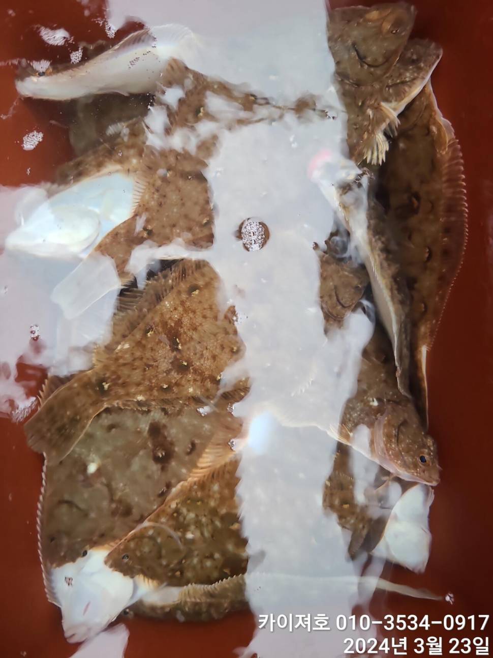 23일오후 대폭발 타작 (조황조행기 - 바다선상조황)