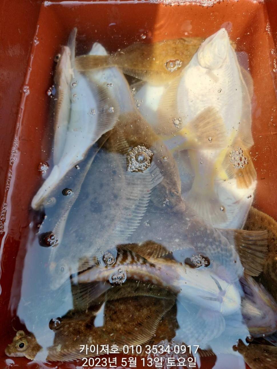 13일오전 도다리참가자미 넉넉히 담았어요 (조황조행기 - 바다선상조황)