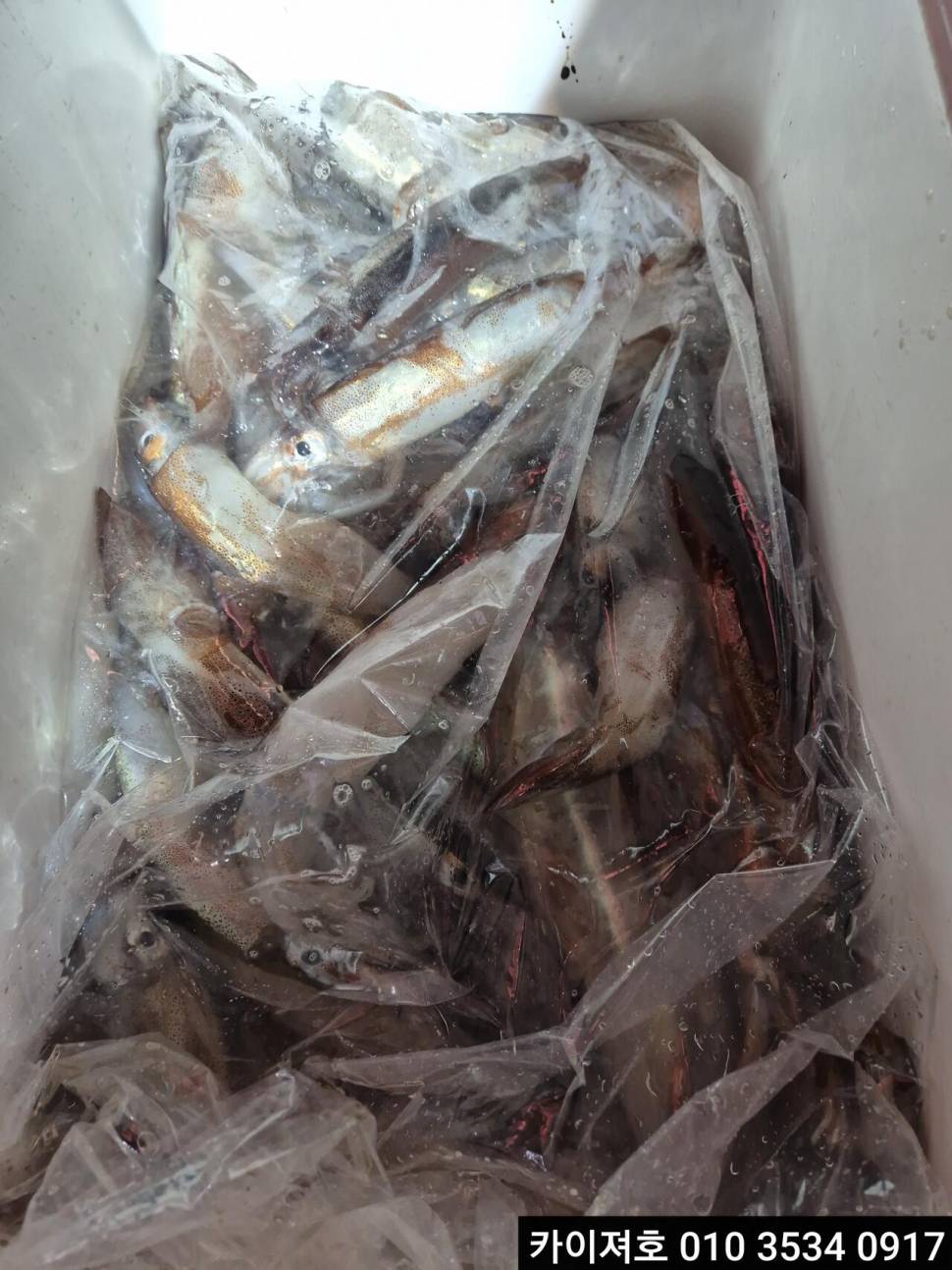 16일 야간 오징어 조황 (조황조행기 - 바다선상조황)