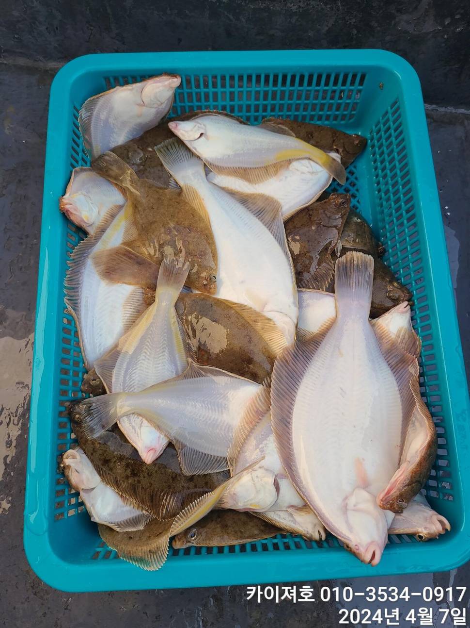 7일 오전 오후마릿수 씨알 대 폭팔 (조황조행기 - 바다선상조황)
