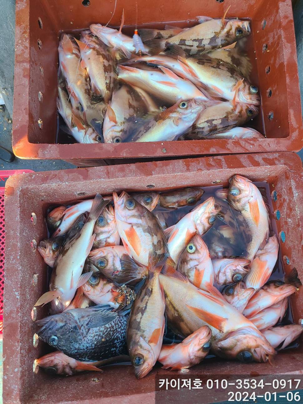 6일오전 볼락열기 줄줄이 두둑합니다 (조황조행기 - 바다선상조황)