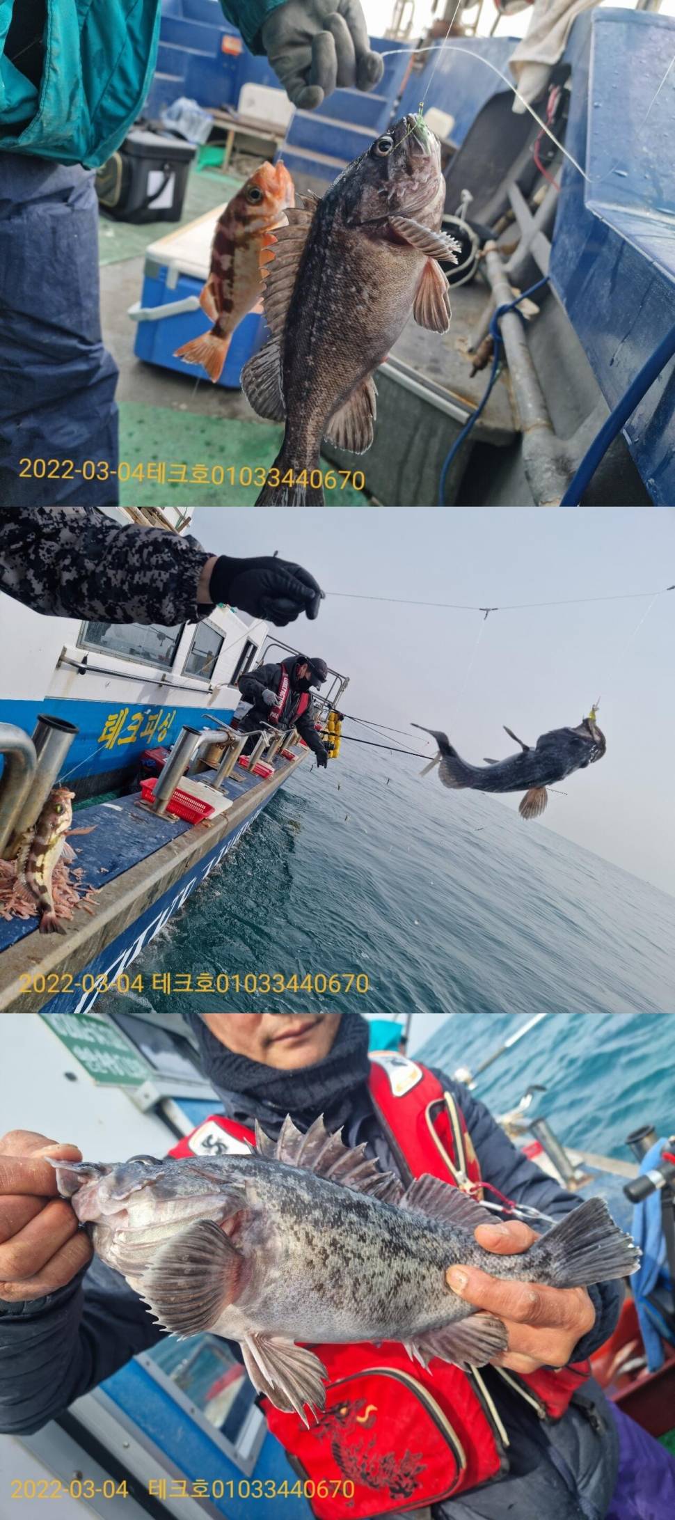 대물우럭들과 큰열기 (조황조행기 - 바다선상조황)