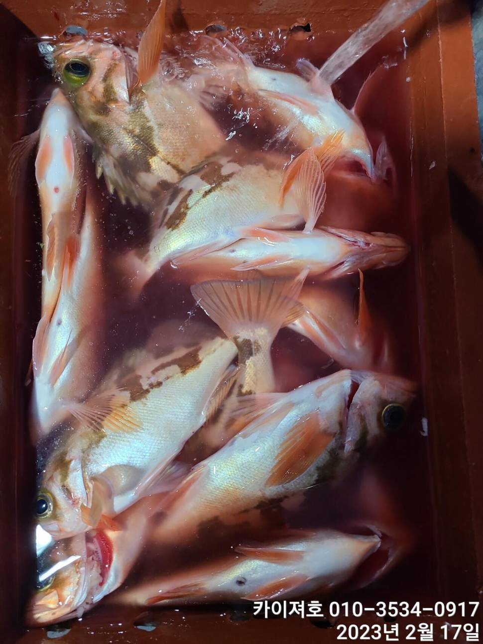 17일 오전 왕열기 두둑하게 담아 입항 (조황조행기 - 바다선상조황)