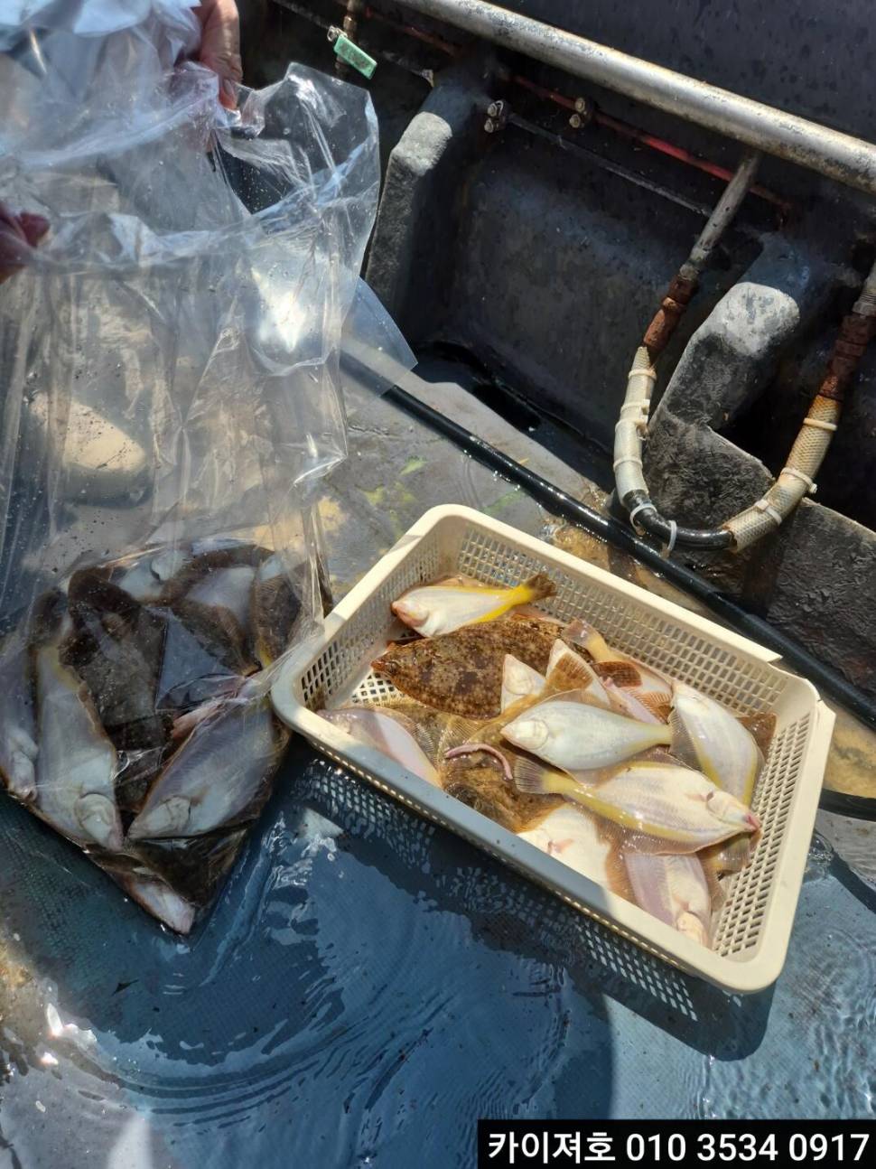 12일 도다리참가자미 조황 (조황조행기 - 바다선상조황)
