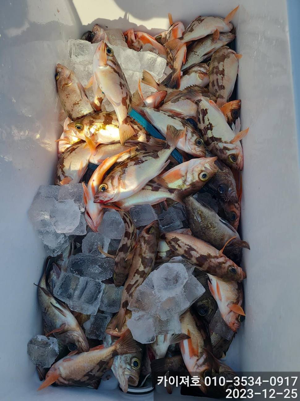 25일오전 볼락열기 우당탕탕 (조황조행기 - 바다선상조황)