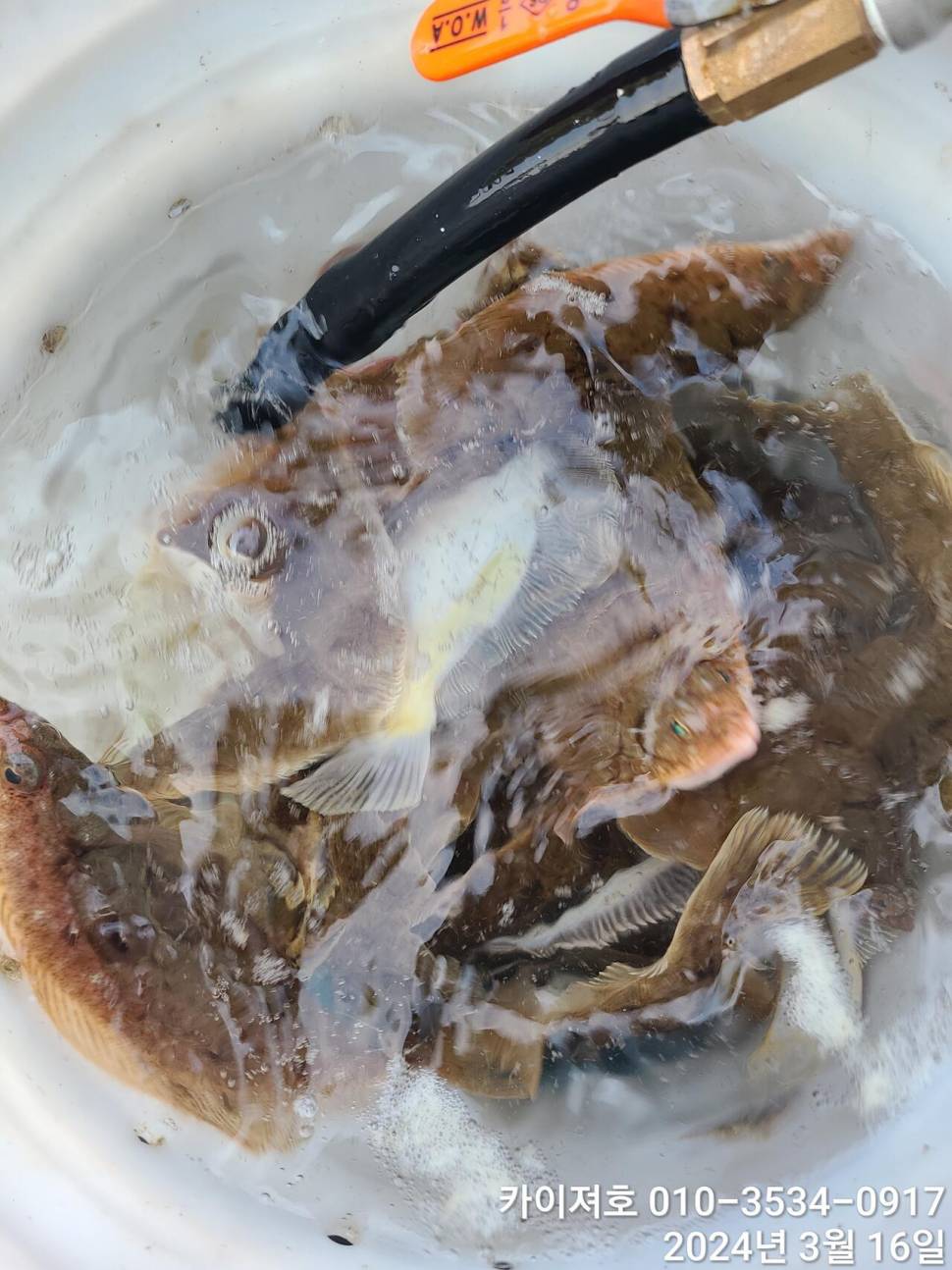 16일오전도 오후도 타작 (조황조행기 - 바다선상조황)