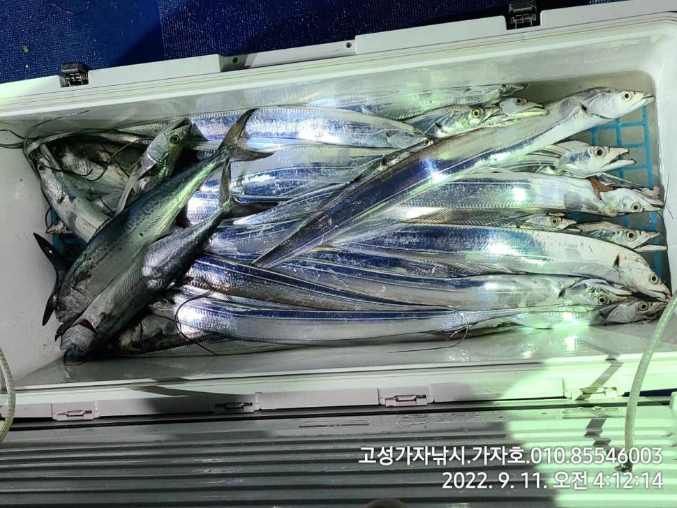 갈치 물색도 살아나고 조황도 살아나고 (조황조행기 - 바다선상조황)