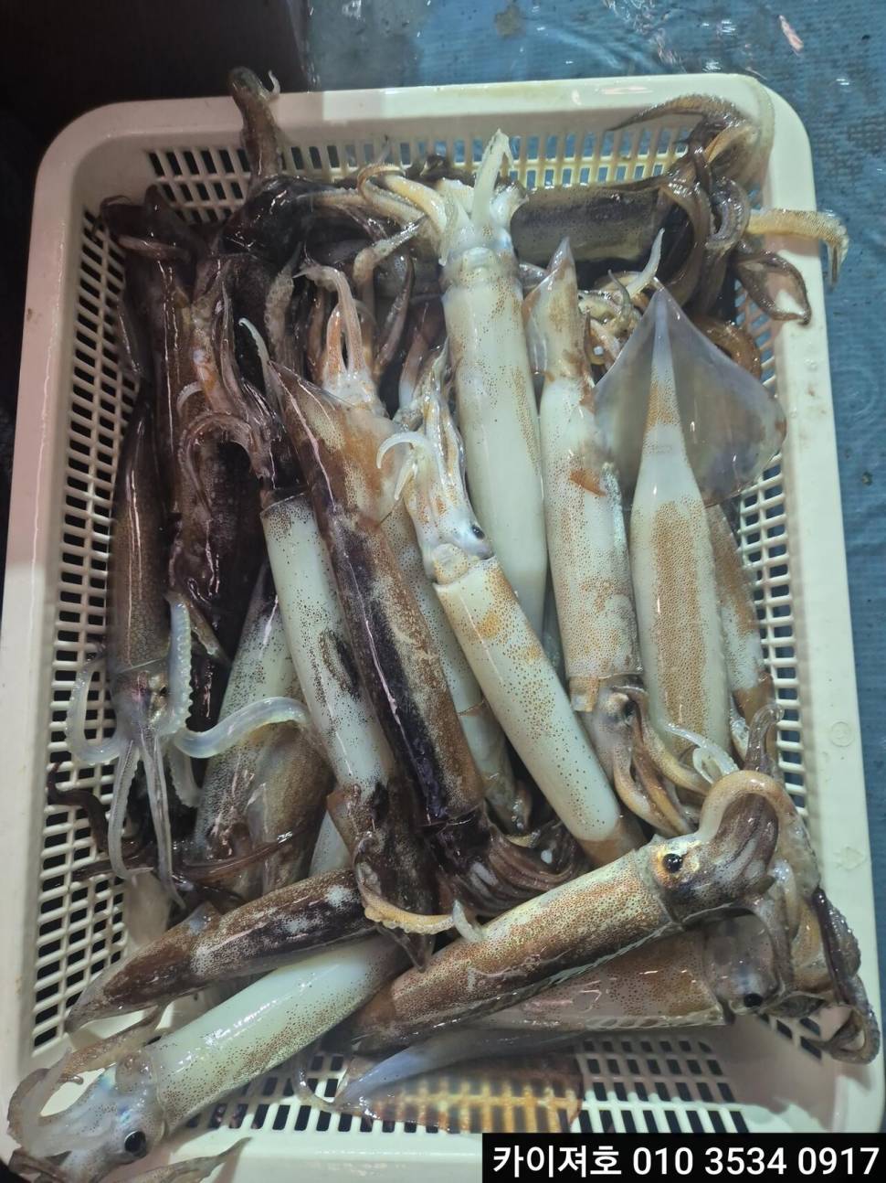 7일야간 오징어 조황 (조황조행기 - 바다선상조황)
