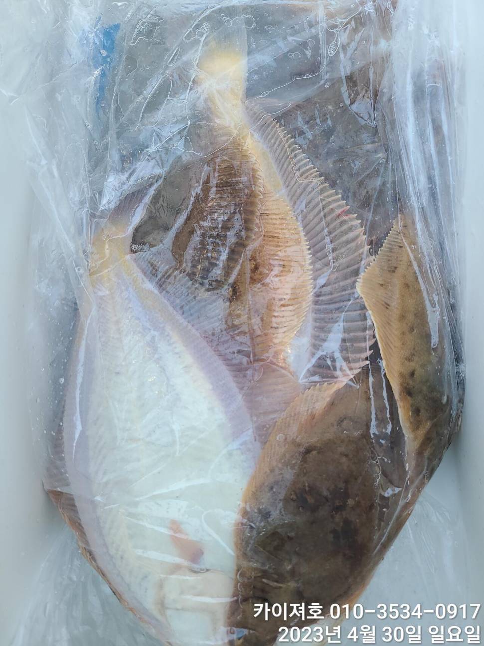 30일오전 퍼담았어요 4짜도 두루 (조황조행기 - 바다선상조황)