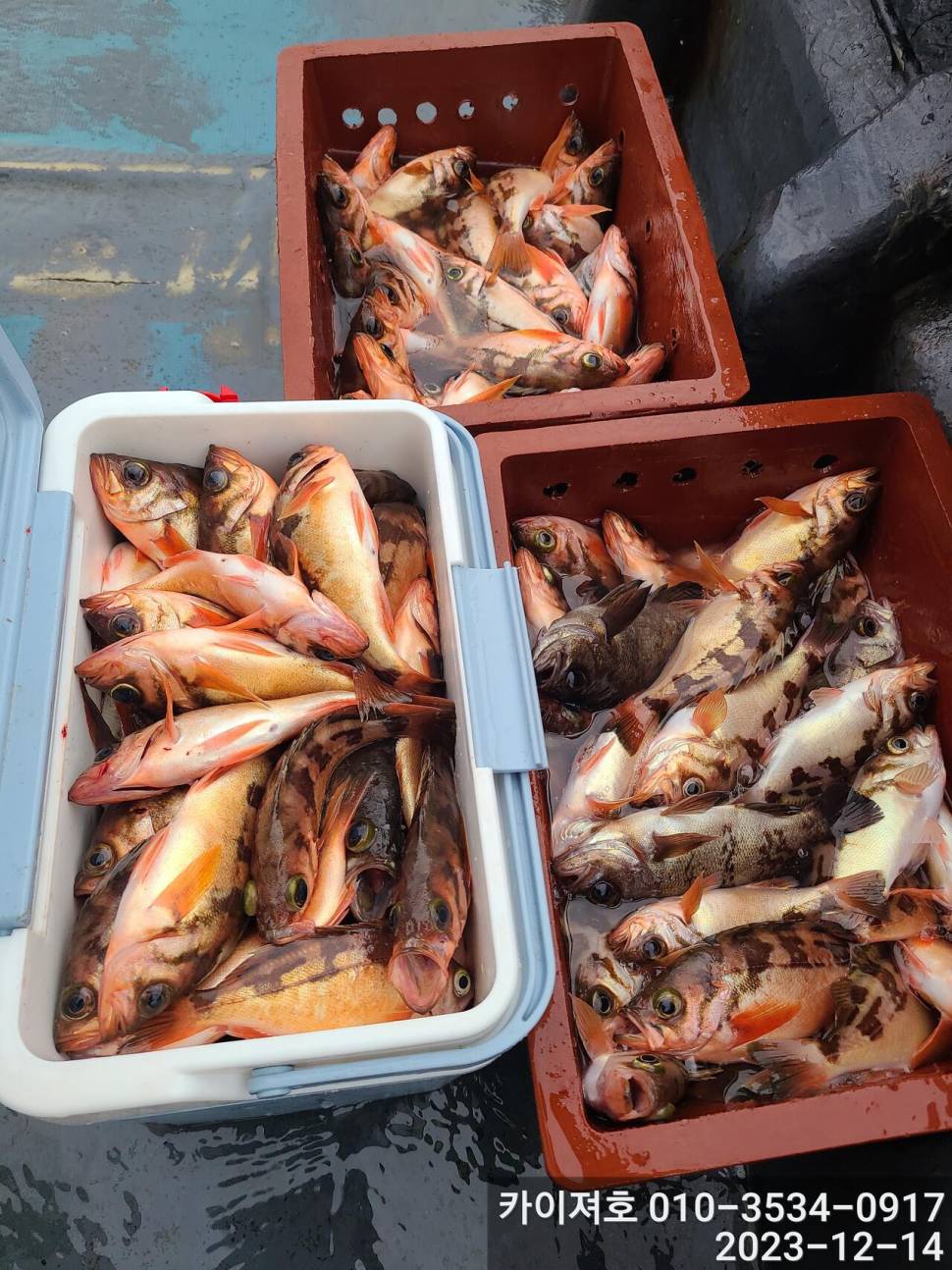 14일오전 줄줄아 볼락열기 꽃이 활짝 (조황조행기 - 바다선상조황)