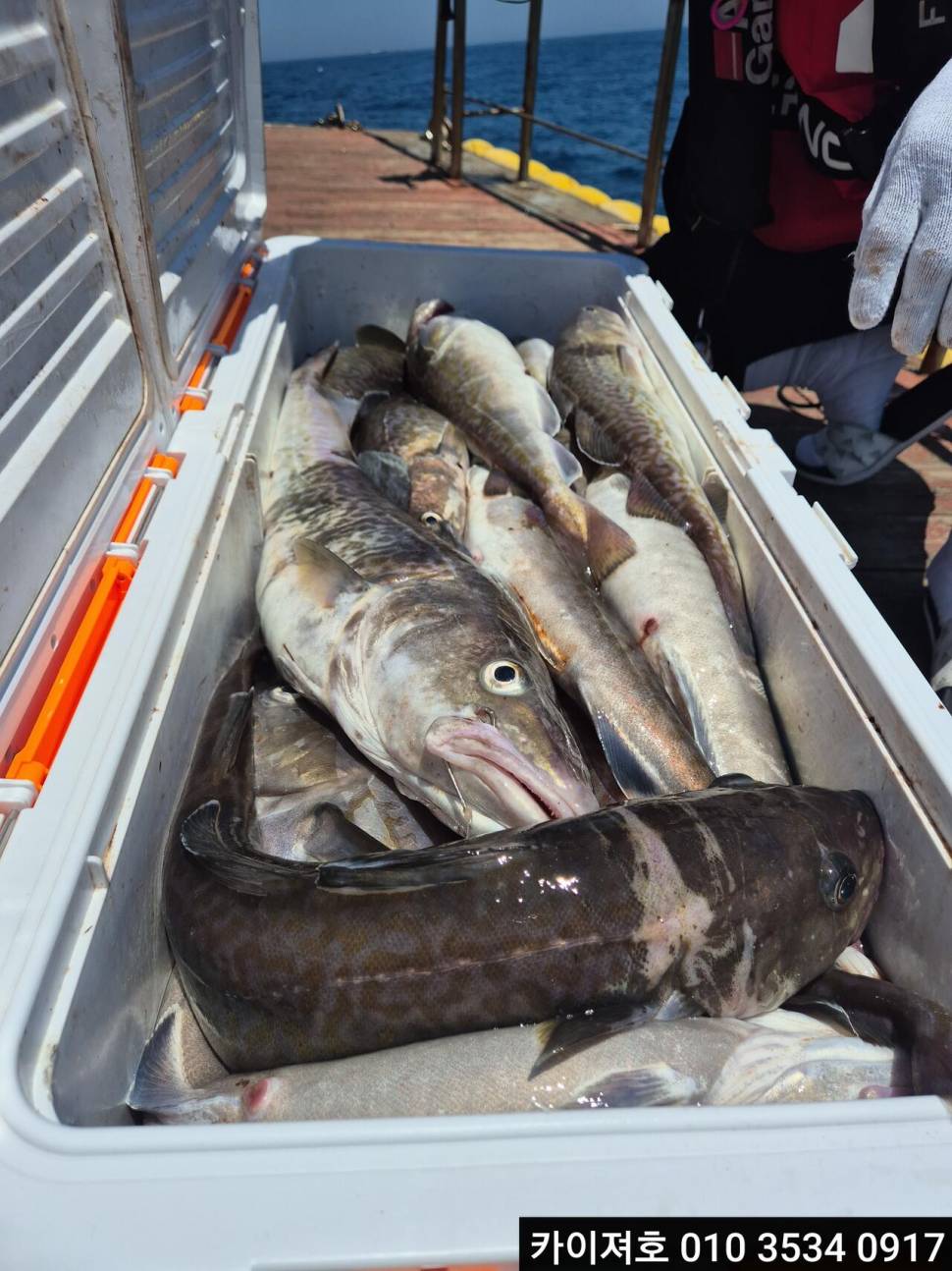 26일왕대구 대박 (조황조행기 - 바다선상조황)