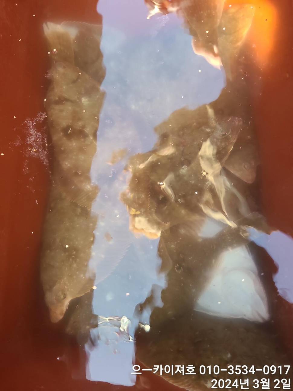 2일 오후 도다리참가자미 대박 입니다 (조황조행기 - 바다선상조황)