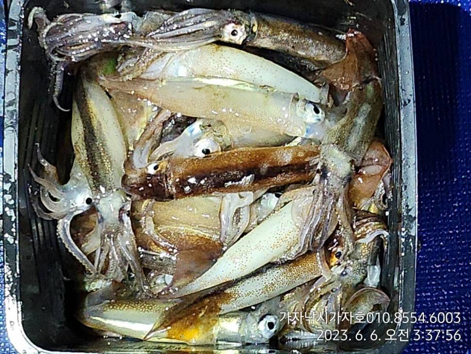 화살촉 오징어 쿨러 가득 (조황조행기 - 바다선상조황)